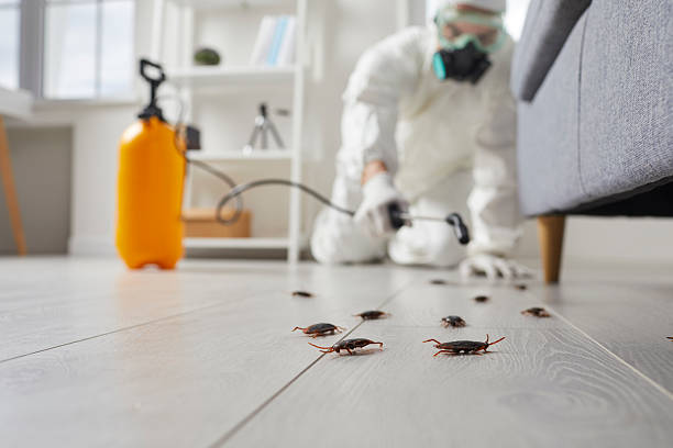 Post-Treatment Bed Bug Interceptor Monitoring in Wellsville